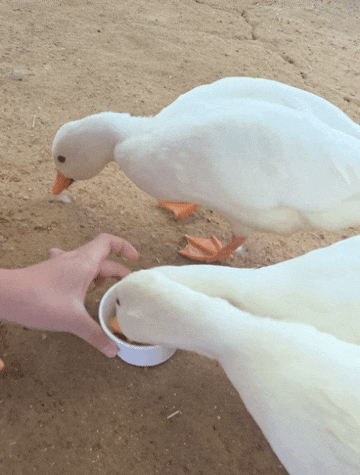용인아이와가볼만한곳 계절별 수확체험부터 동물 먹이주기까지! 포레스트벨 동물체험카페 ....