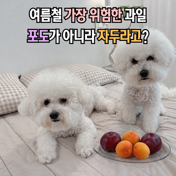 강아지 자두 살구, 포도보다 위험하다구?