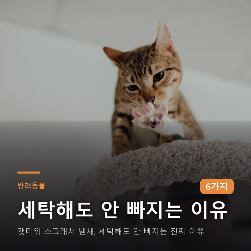 캣타워 스크래처 냄새, 세탁해도 안 빠지는 진짜 이유