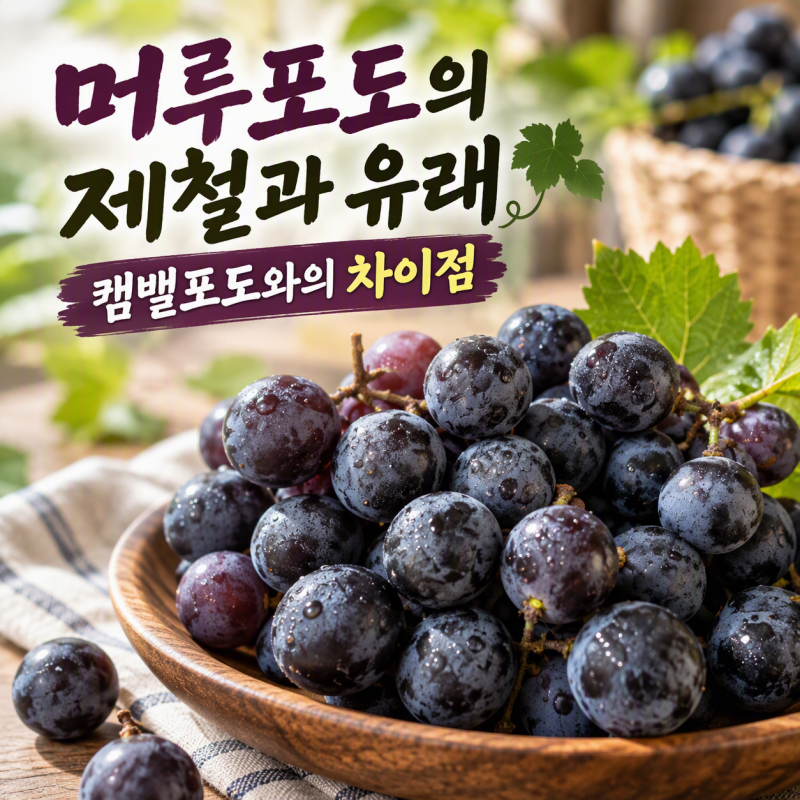 새콤한 포도가 싫다면 머루포도 추천! 제철 시기와 캠벨포도와의 차이