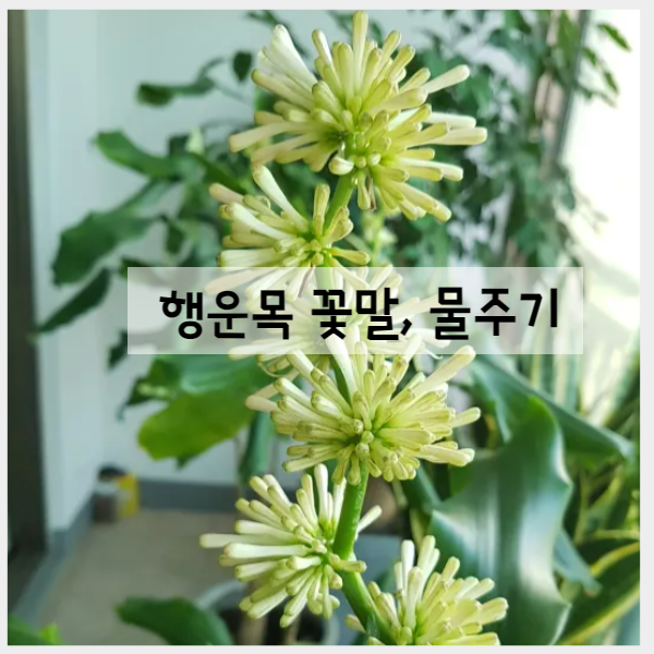 행운목 물주기 간격 방법, 행운목꽃말 뜻은?