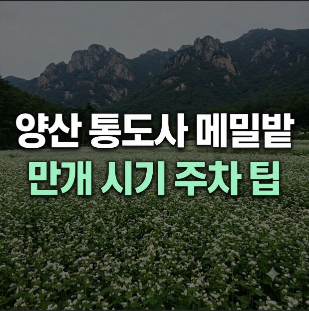 양산 통도사 메밀밭 메밀꽃 축제 개화시기와 주차 꿀팁 총정리