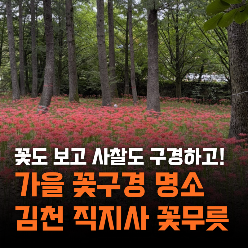 [방문후기] 대구근교가볼만한곳 10월꽃구경 경북국내여행 │ 김천 직지사 꽃무릇(꽃구경&절....