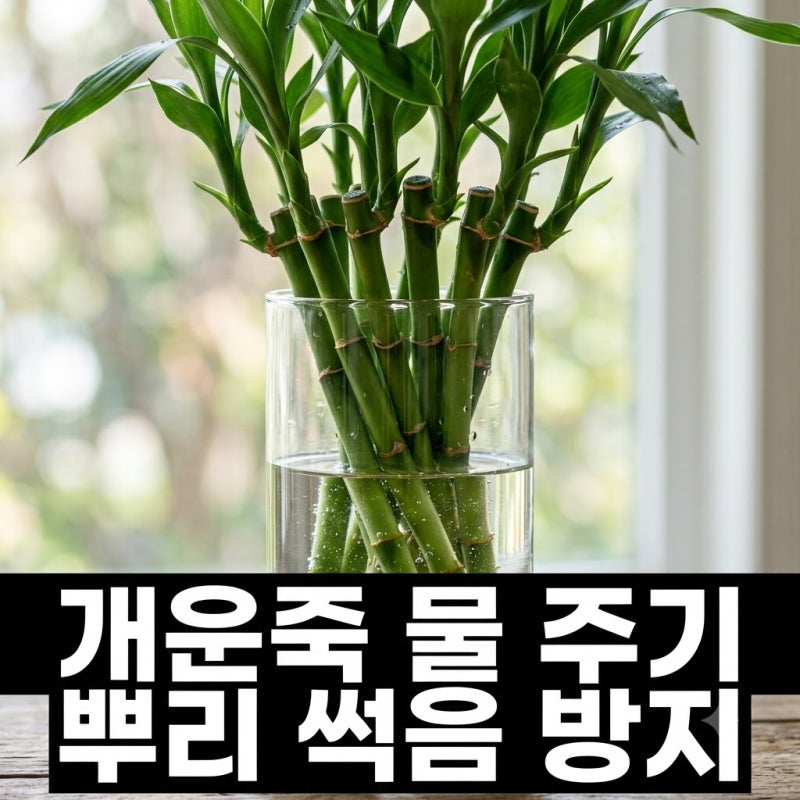 개운죽 물 갈아주는 주기 안 지키면 뿌리 썩음 100% 발생