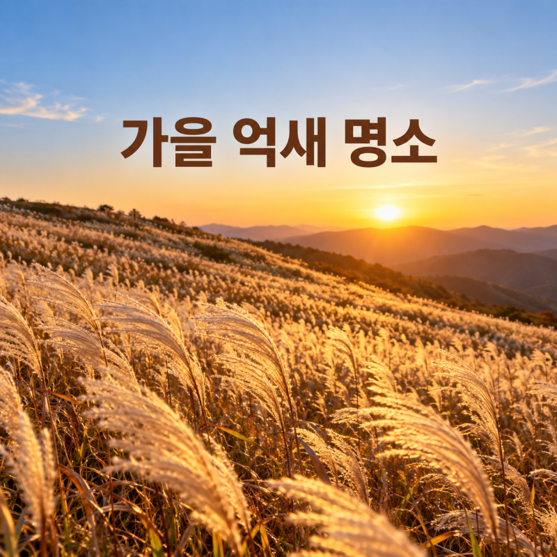 가을 억새 명소 5곳, 산책형부터 능선 산행까지 골라가는 법
