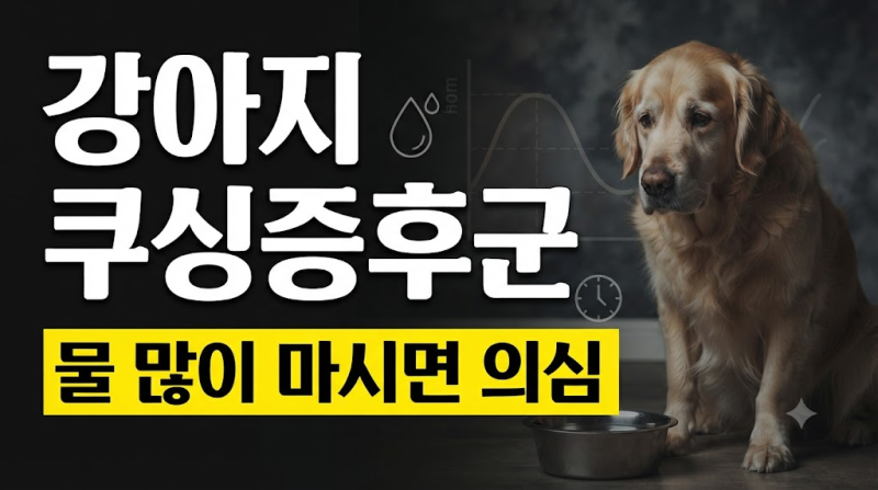 강아지 쿠싱증후군 초기증상부터 수명, 치료 방법, 약값 비용까지 총정리