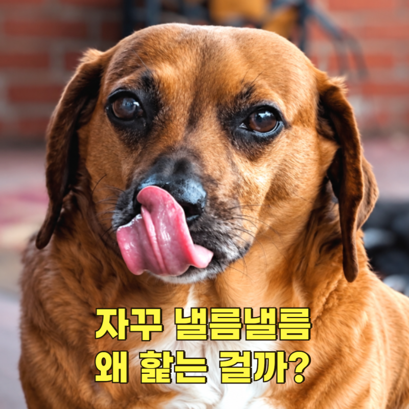 강아지가 입을 핥는 이유, 발을 핥는 이유 스트레스 증상 행동일까?