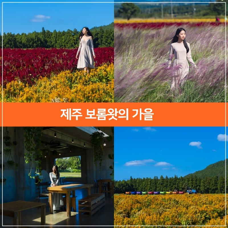 10월 제주도 가볼만한곳, 제주 보롬왓 제주도 핑크뮬리 제주 가을여행
