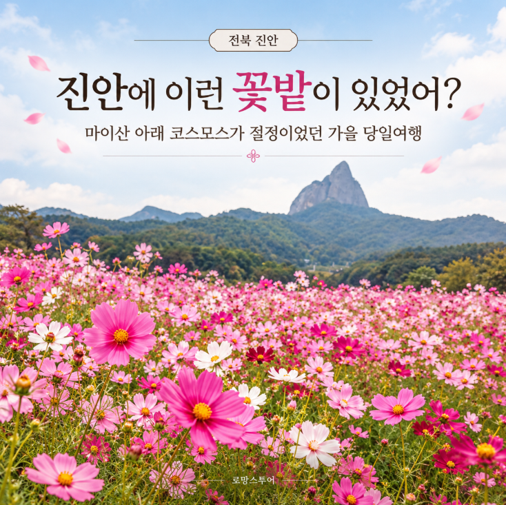 진안에 이런 꽃밭이 있었어? 마이산 아래 코스모스가 절정이었던 가을 당일여행 로망스투어