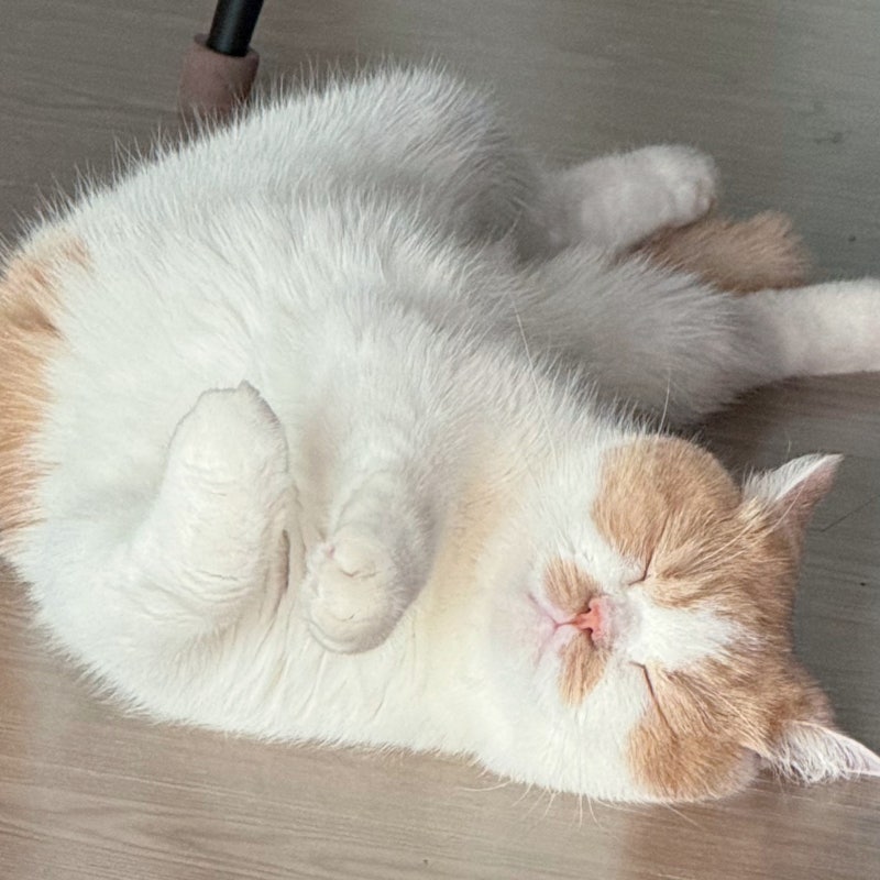 고양이 자동급식기 필요할까? 급여량 시간 설정 고르는 법