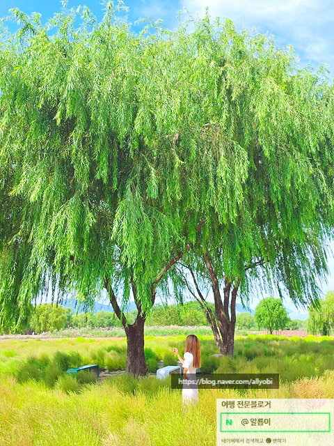 [부산명소/부산가볼만한곳] 부산핫플, 부산데이트, 부산공원, 부산산책, 부산꽃구경! 화명생....