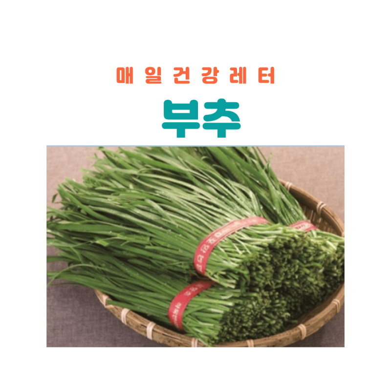 부추 영양성분 효능 보관법 부작용