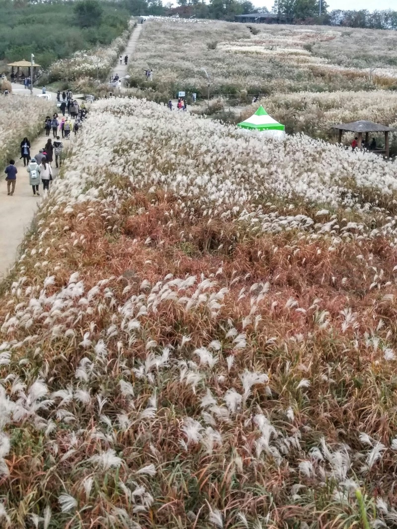 제25회 서울억새축제 10월 17일부터 7일간 | 하늘공원 은빛 억새, 해질 무렵에 올라가세요