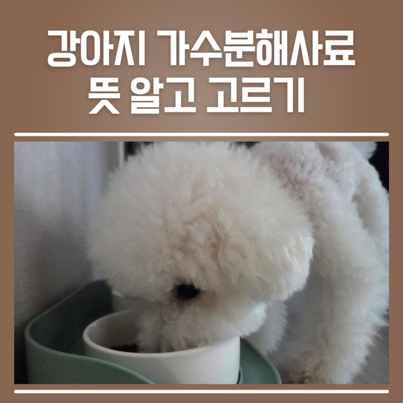 강아지 가수분해사료 뜻 제대로 알고 고르기