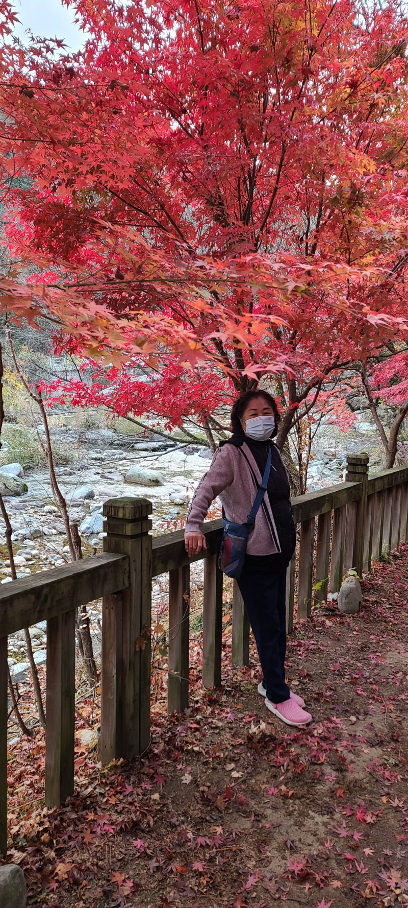 오대산 월정사 전나무숲길 붉은 단풍