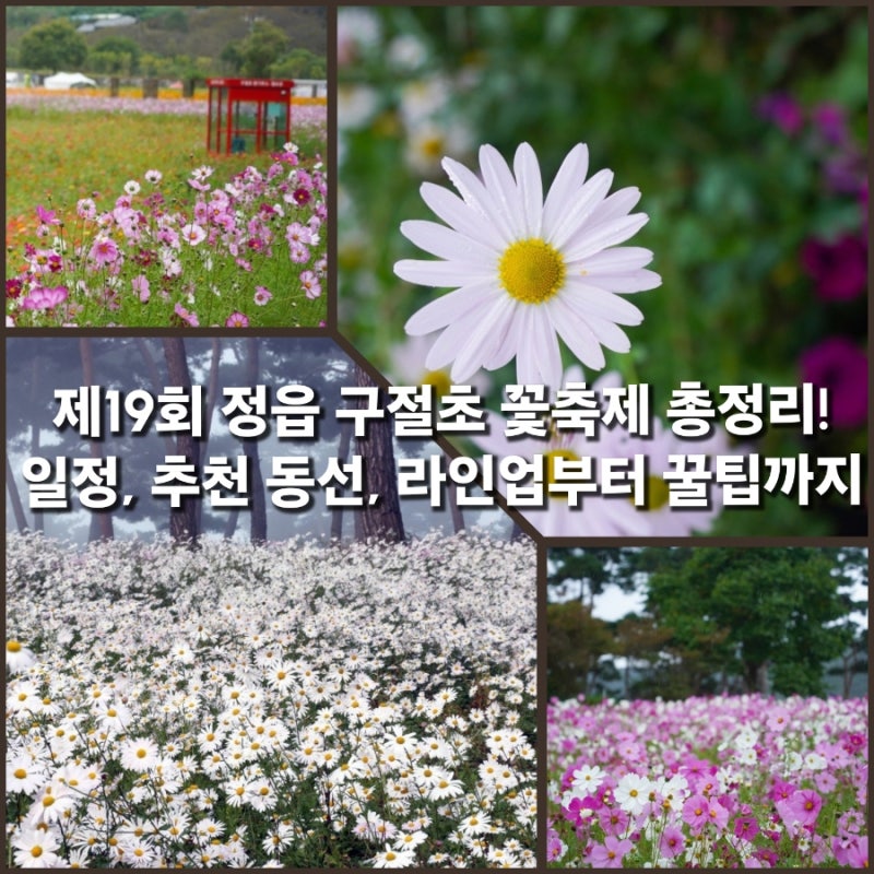[전북 여행] 제19회 정읍 구절초 꽃축제 총정리! 일정, 추천 동선, 라인업부터 꿀팁까지