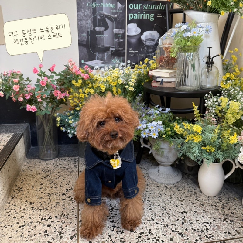 대구 동성로 반월당 애견 동반 카페 스테드｜자연광 가득한 유럽 감성 빵 맛집