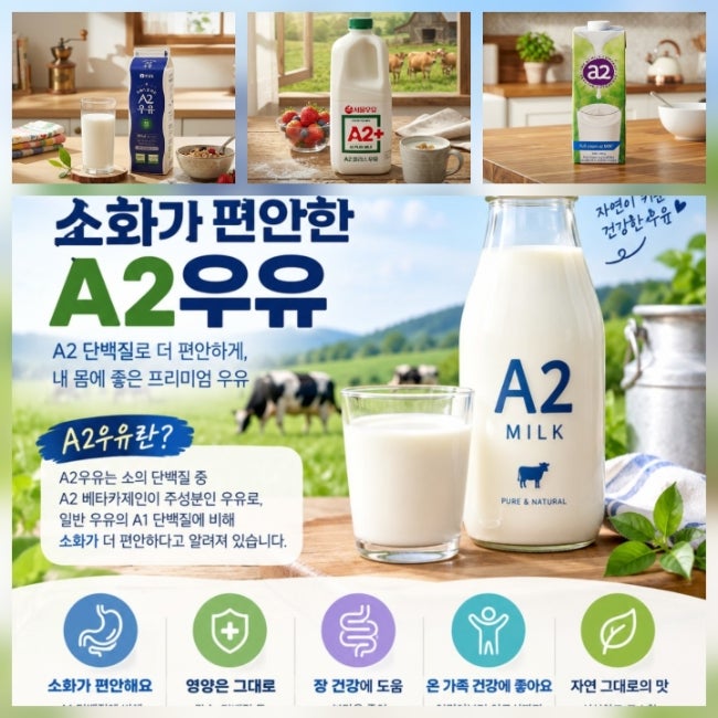 유당불내증인 줄 알았는데 단백질 문제? A2 우유가 편안한 이유