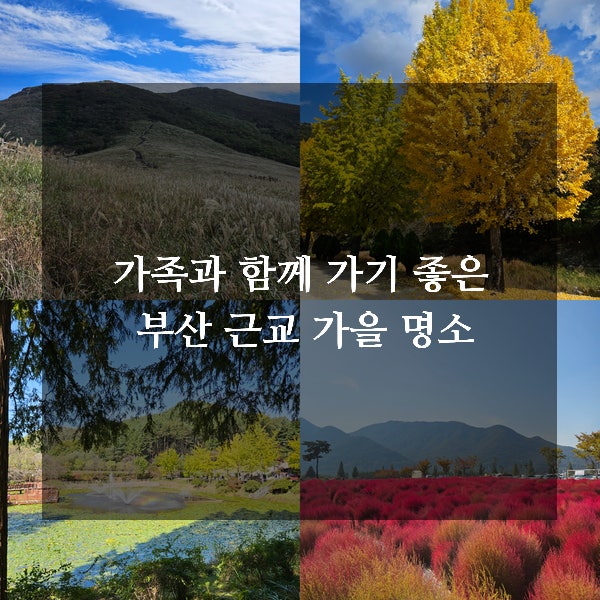 다가오는 가을 단풍&억새 만개 시즌! 가족과 함께 가기 좋은 부산 근교 명소 4곳