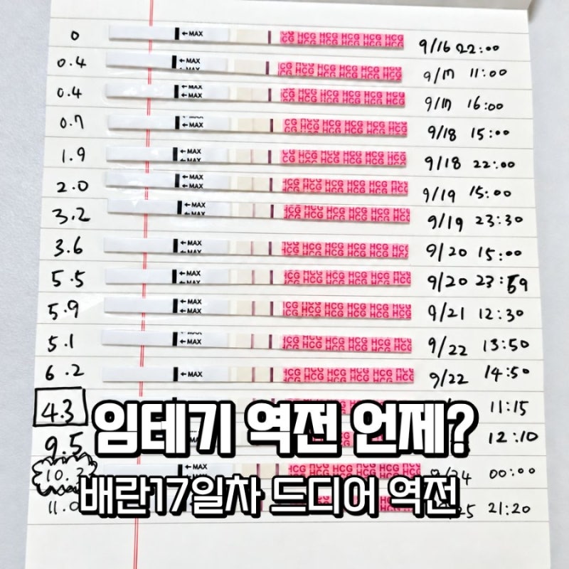 임테기 역전 언제? 배란 16~18일차 더블링 수치 변화 기록