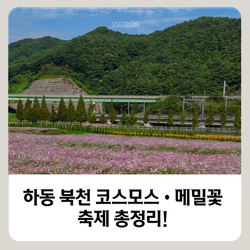 하동 북천 코스모스 메밀꽃 축제 2026｜일정·주차·입장료 총정리