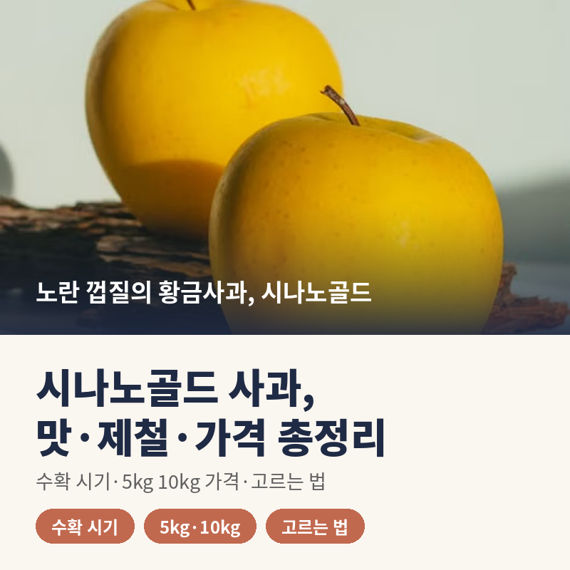시나노골드 사과 맛과 제철은 언제일까? 수확 시기·가격·고르는 법 정리