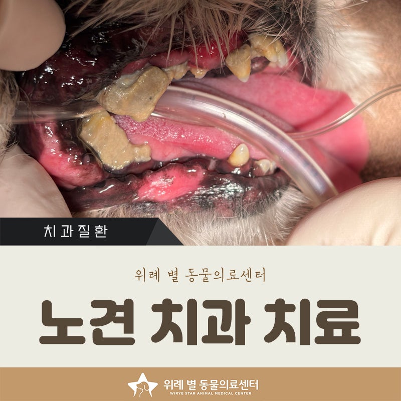 나이많은 노견 스케일링 발치, 마취 걱정에 미뤄왔다면 보세요