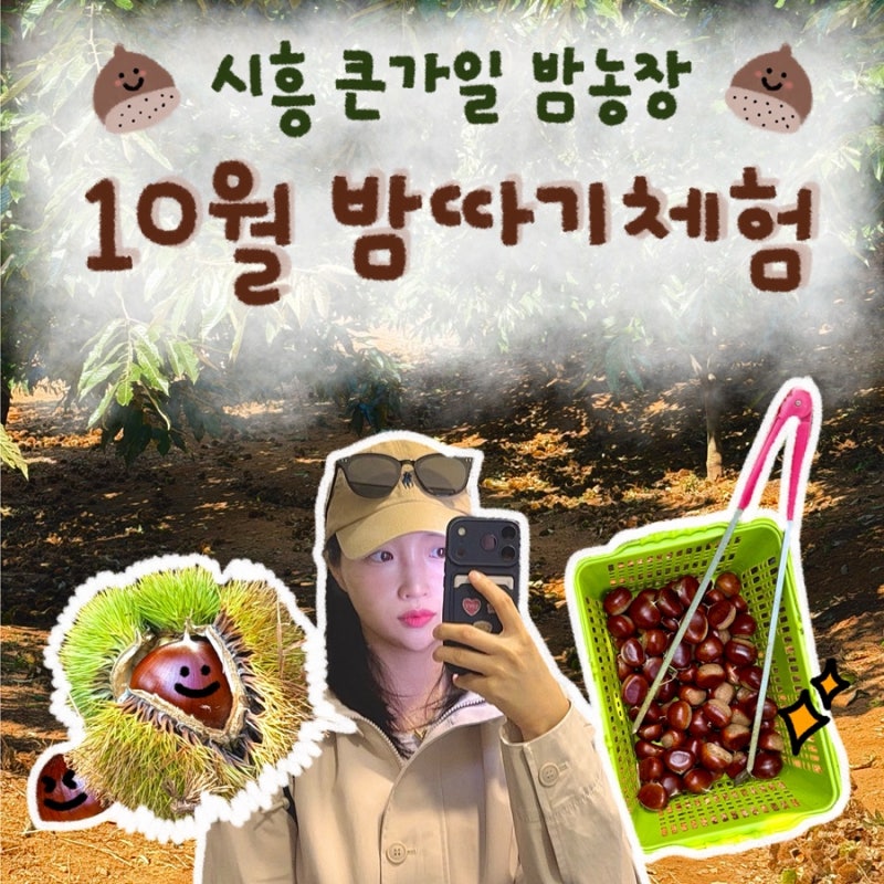 시흥 큰가일 밤농장 10월 밤따기체험 다녀온 후기