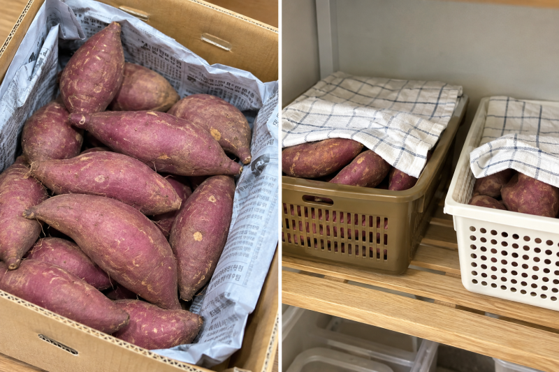 고구마 냉장고에 넣으면 안 되는 이유｜햇고구마 보관법, 검은 반점·싹 난 고구마 먹어도 될....
