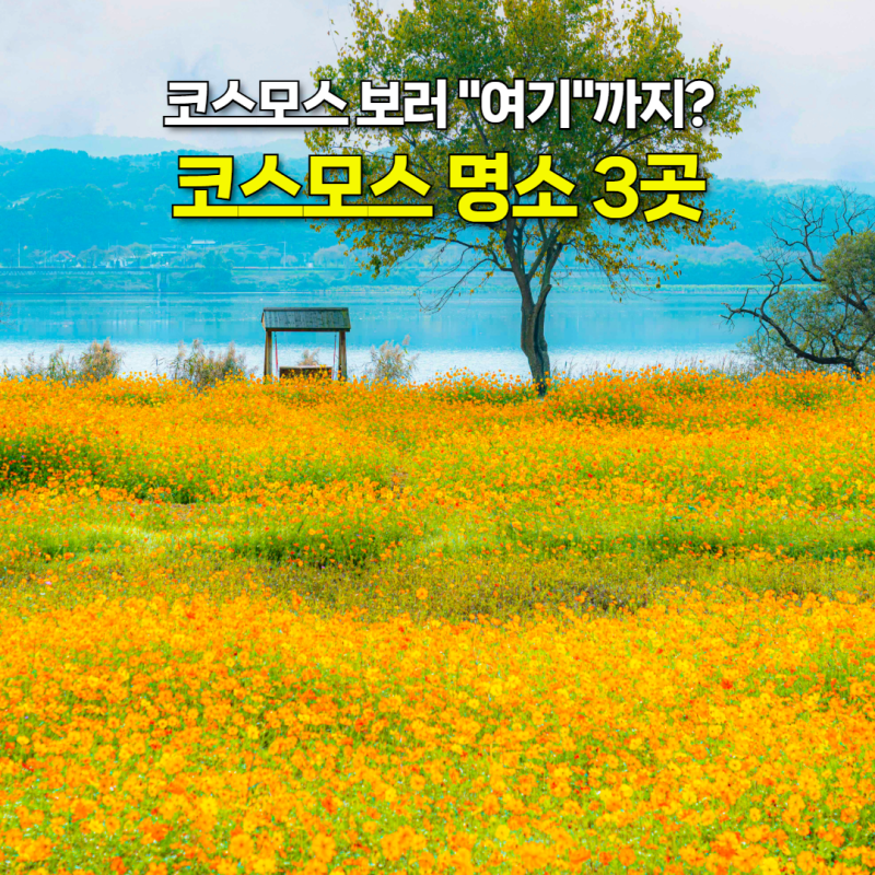 올해 가을 코스모스는 "여기"입니다!