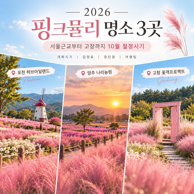 2026 핑크뮬리 명소 3곳｜포천·양주·고창 개화시기와 장단점 총정리