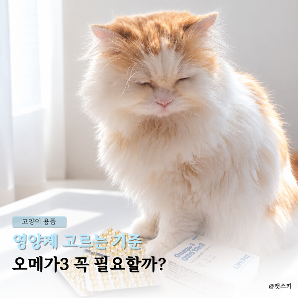고양이, 강아지 오메가3 꼭 필요할까? | 영양제 고르는 기준