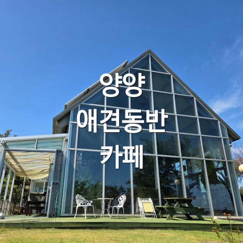 버등들카페 : 양양 애견동반 카페 정원과 식물이 예쁜 힐링스팟