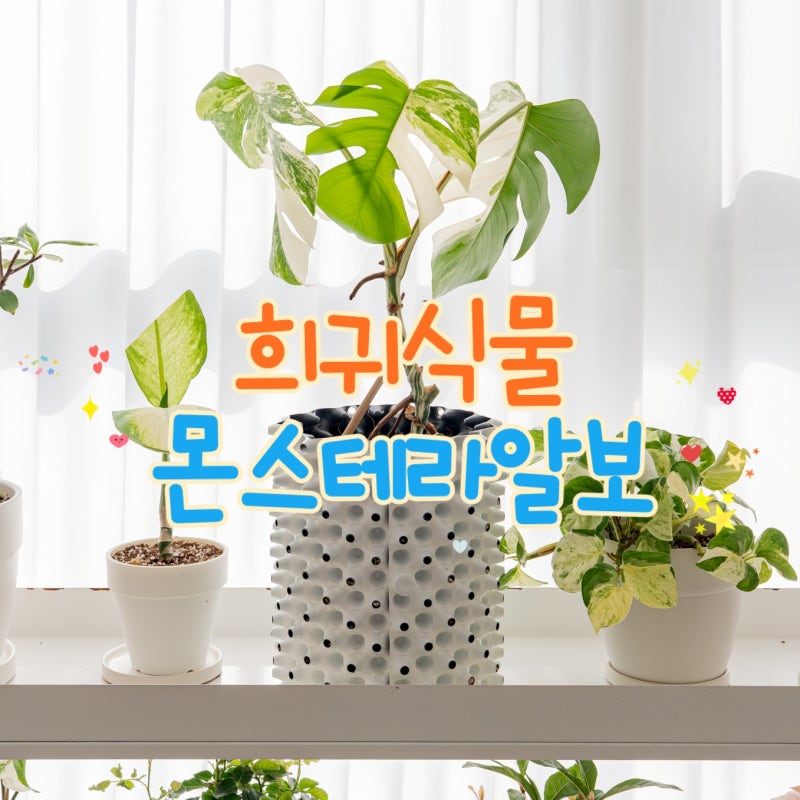 희귀식물 몬스테라 알보 키우기