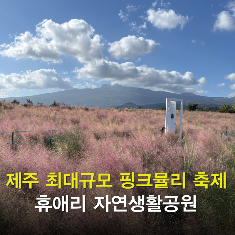 10월 제주도 여행 제주 휴애리 자연생활공원 핑크뮬리 축제