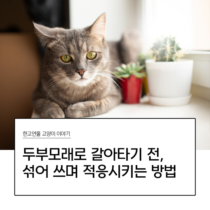 고양이 두부모래 갈아타기 전에 확인하세요, 섞어 쓰며 적응시키는 방법