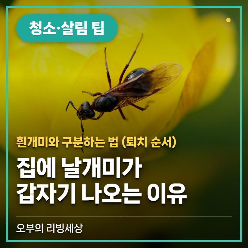 집에 날개미가 갑자기 나오는 이유, 흰개미와 구분하는 법 (퇴치 순서)