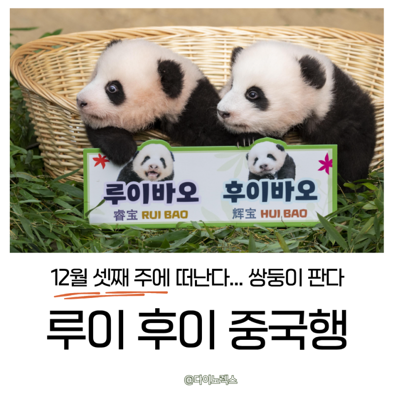 “12월이 조금 천천히 왔으면…” 루이바오 후이바오 중국행, 태어나던 날부터 돌아보니..(루....