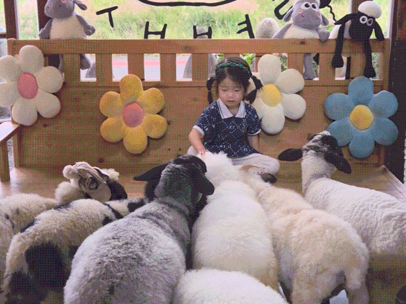 제주 애월 가볼만한곳 새별프렌즈｜4살 아이와 먹이주기 체험, 3시간 순삭 후기