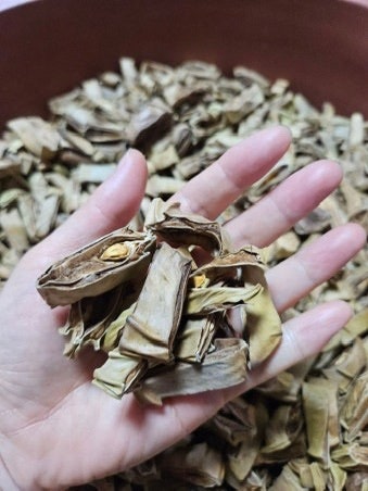 “비염 때문에 매일 코막혔는데…” 물 대신 마신 작두콩차, 뜻밖의 연구 결과