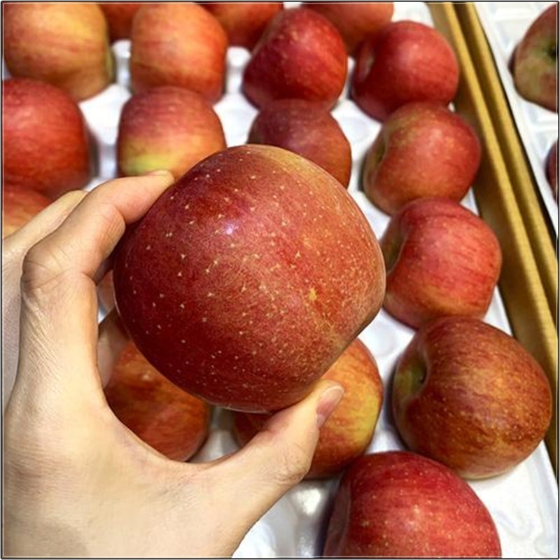 사과 품종과 특징 알아보기