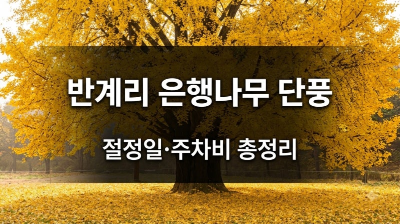 2026 원주 반계리 은행나무 단풍 구경 절정일·주차비 총정리 (800년 수령 거목)