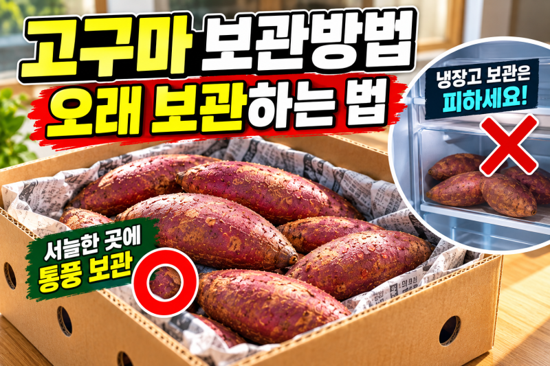 고구마 보관방법, 냉장고에 넣지 말고 오래 보관하는 법