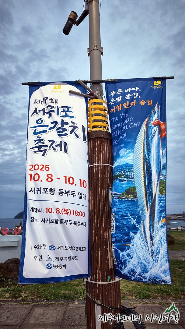 今年秋天國內旅遊：濟州島推薦景點，西歸浦港舉辦的濟州西歸浦帶魚節