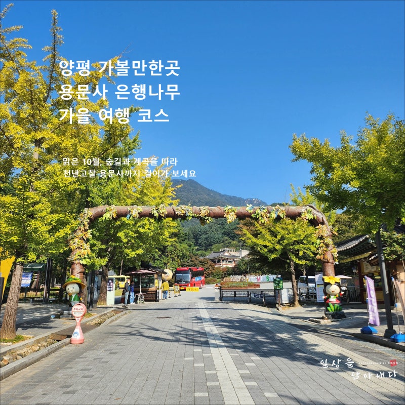 楊平必訪景點：龍門寺銀杏樹秋季旅遊路線