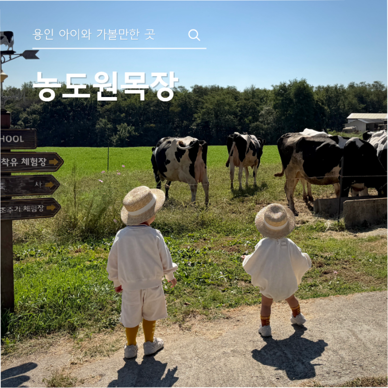 용인 아이와 가볼만한 곳, 농도원목장 예약 방법과 준비물 및 체험 후기