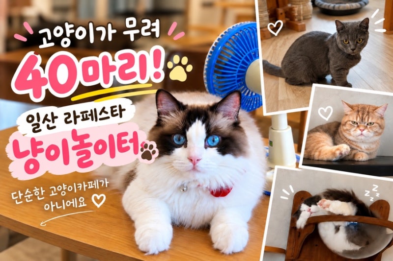 라페스타 고양이카페 냥이놀이터 일산 아이랑 40마리 고양이 체험