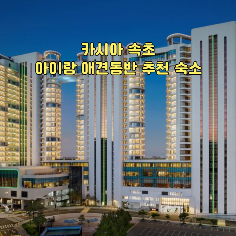 카시아 속초 아이랑 애견동반 추천 숙소 오션뷰 객실·조식·수영장