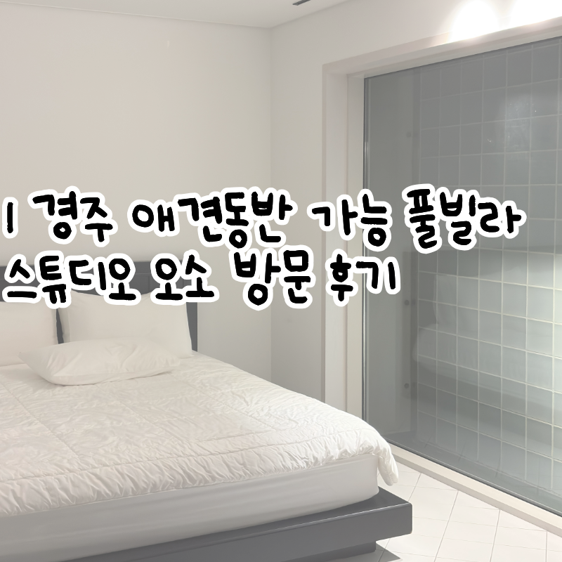 경주 애견동반 가능 독채 풀빌라 스튜디오 오소 방문 후기