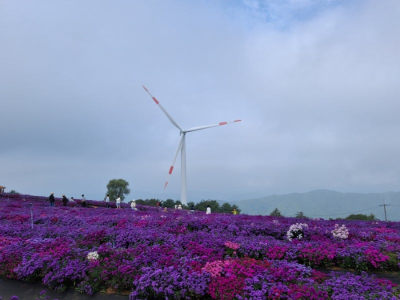 가을여행 거창 감악산 꽃&별 축제
